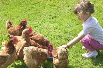 Budding Young Farmers feeding the chickens